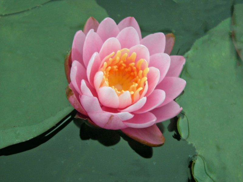 Seerose - Celebration